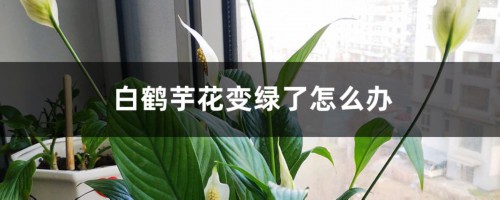 白鹤芋花变绿了怎么办