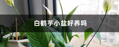 白鹤芋小盆好养吗